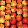 Pommes Elstar Cal 170/200 sachet 2 Kg