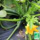 Courgettes vertes Bio 1 Kg Légumes de saison à Sainte Maure de Touraine
