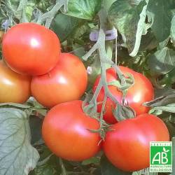 Tomates rondes Bio 1kg