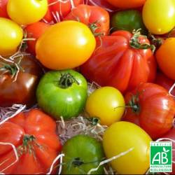 Tomates variées Bio 1kg