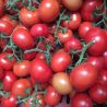 Tomates grappe 1Kg