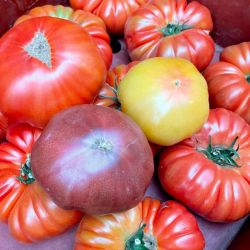 Tomates charnues couleurs mélangées 1kg