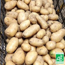 Pommes de terre nouvelles BIO 1Kg