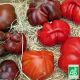 Tomates variétés anciennes BIO 1Kg