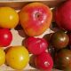 Tomates variétés anciennes BIO 1Kg
