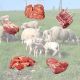Quart d'agneau élevé sous la mère et en plein air colis de 3kg à 4kg
