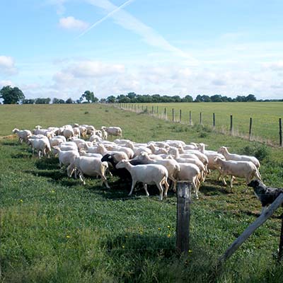 Troupeau de brebis à la bergerie de la Corbinière à St-Ouen-les-Vignes en Touraine