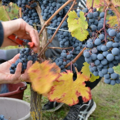 Grappes de raisin Domaine Nicolas Paget à Rivarennes en Touraine