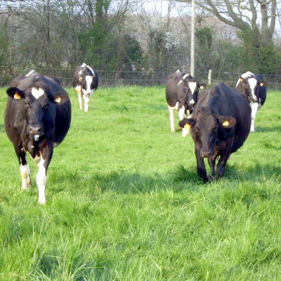 Les vaches d'Haintje et Sjoukje Kuipers à Sonzay Touraine