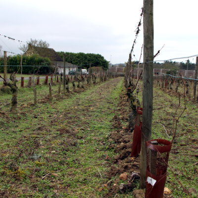 Vignes de Geoffrey de Nouel viticulteur à SAinte Maure de Touraine