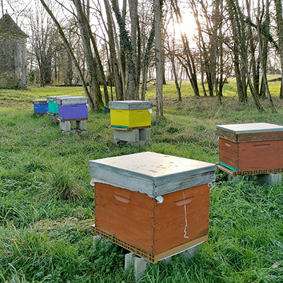 Colonie de ruches de Laëticia et Loïc Apied-Hinault en Touraine