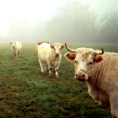 Les vaches de Jérôme Turquois devant la ferme à la Roche Clermont en Touraineuraine